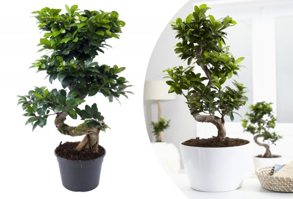 Echte Bonsai bomen met korting!