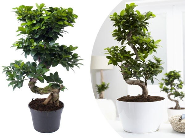 Echte Bonsai bomen met korting!