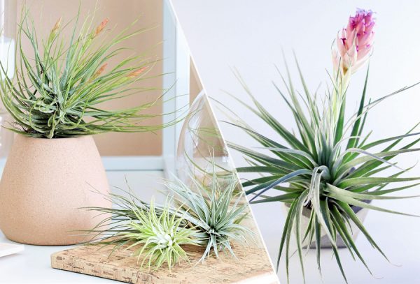 Tillandsia in de aanbieding