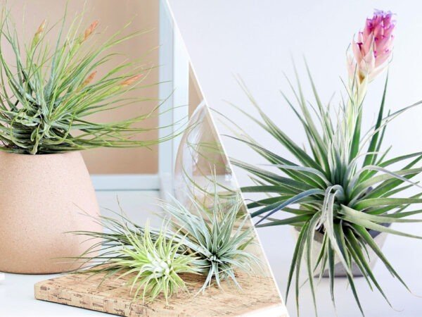 Tillandsia in de aanbieding