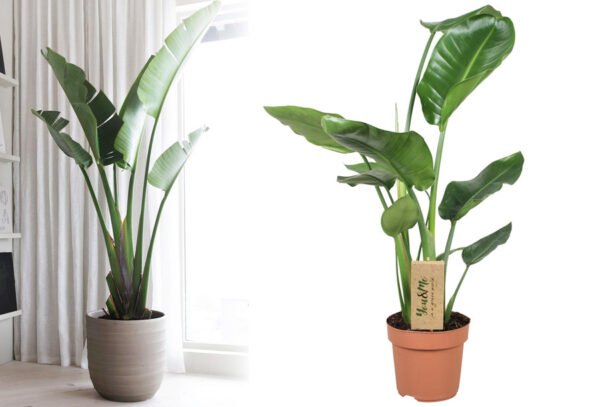 Strelitzia Nicolai kamerplant met 62% korting