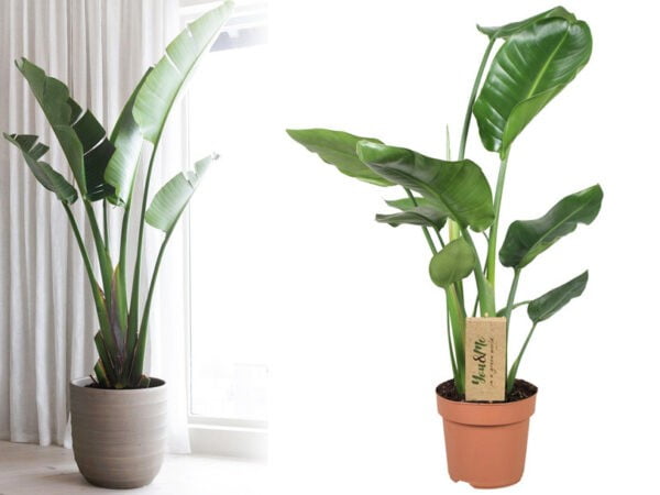 Strelitzia Nicolai kamerplant met 62% korting