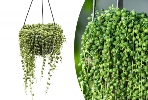Kamerplant Senecio Rowleyanus met korting