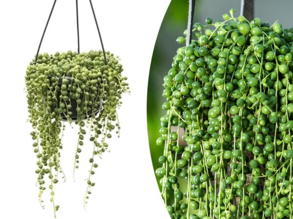 Kamerplant Senecio Rowleyanus met korting