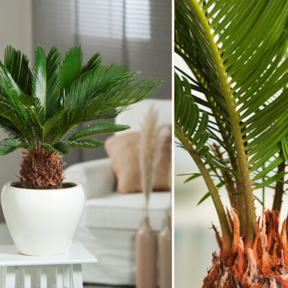Cycas revoluta palmbomen met korting!