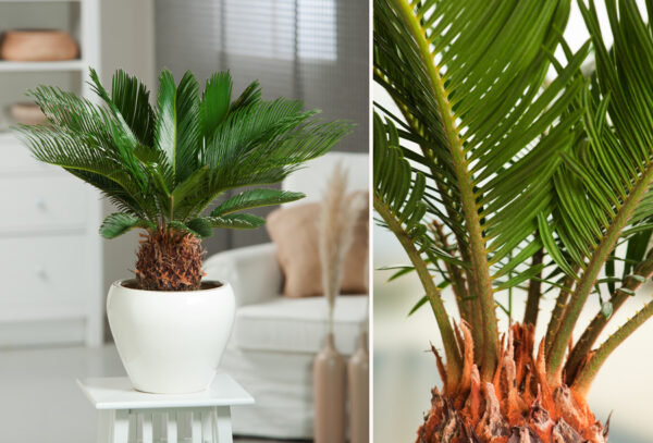Cycas revoluta palmbomen met korting!