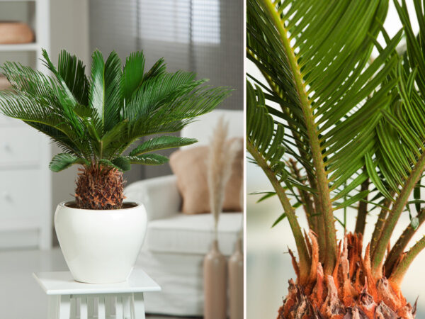 Cycas revoluta palmbomen met korting!