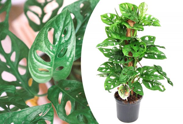 Monstera gatenplant in de aanbieding