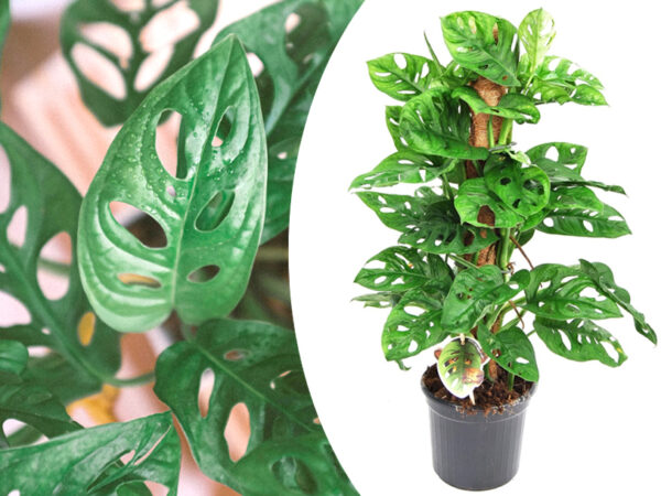 Monstera gatenplant in de aanbieding