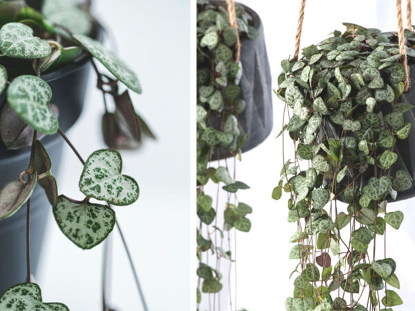 Sierlijke hangplant in de aanbieding