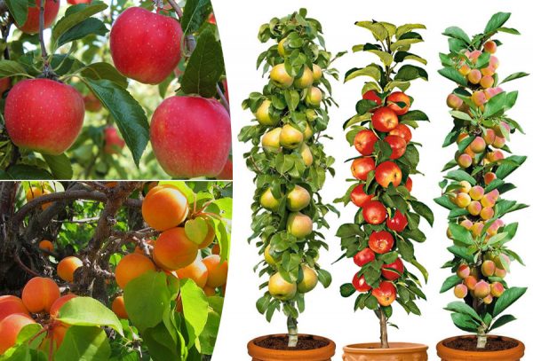 Goedkope fruitbomen in de aanbieding