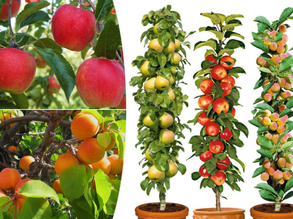 Goedkope fruitbomen in de aanbieding