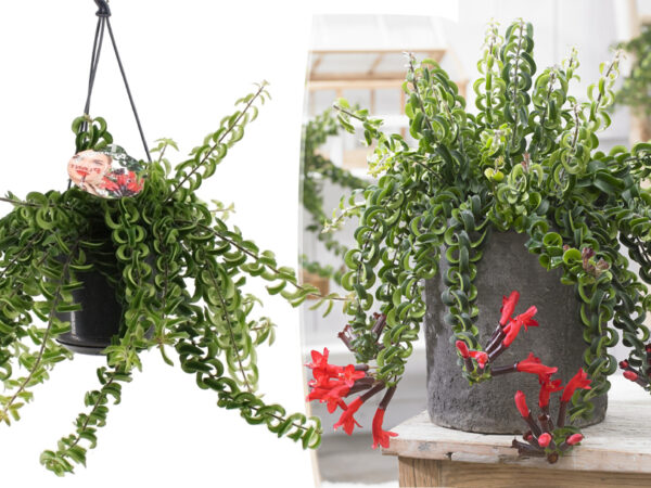 Kamerplant Aeschynanthus twister met korting