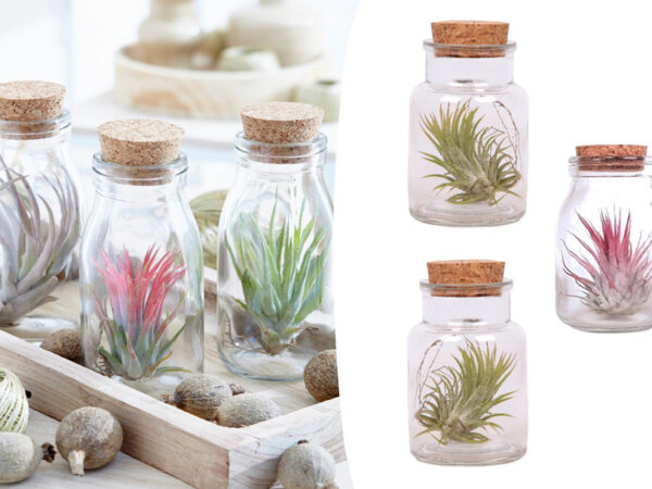 Tillandsia luchtplantjes in glazen flessen