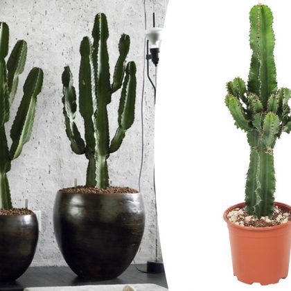 Euphorbia cactusin de aanbieding