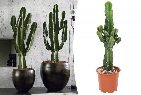 Euphorbia cactusin de aanbieding