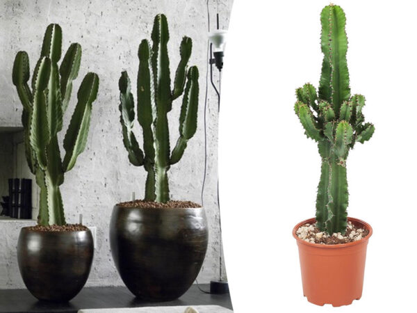 Euphorbia cactusin de aanbieding