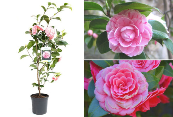 Camelia bloemenstruiken - goedkope buitenplant