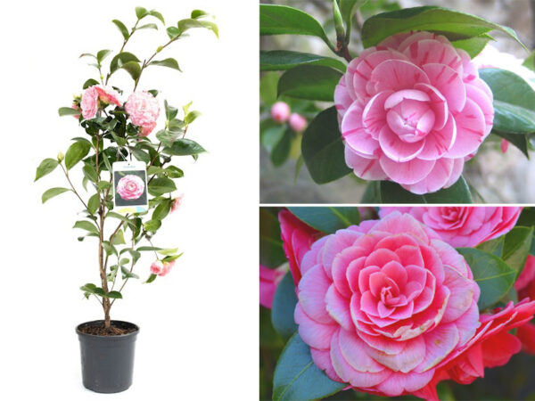 Camelia bloemenstruiken - goedkope buitenplant