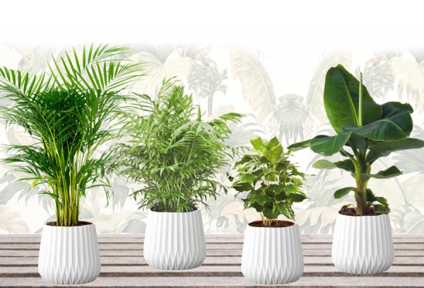 Set van 4 kamerplanten nu in de aanbieding