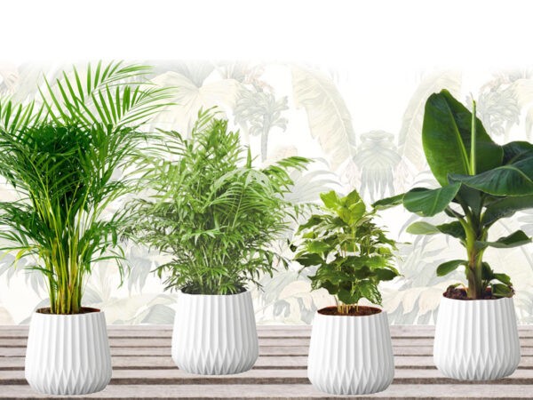 Set van 4 kamerplanten nu in de aanbieding