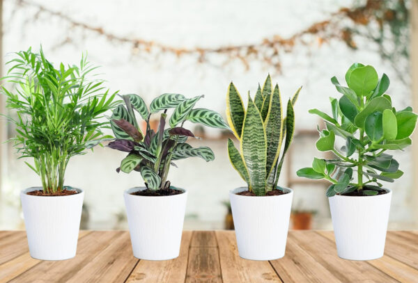 Set van 4 binnenplanten in de aanbieding