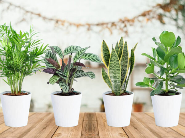 Set van 4 binnenplanten in de aanbieding