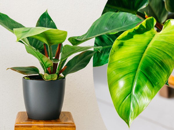 Philondendron kamerplant met korting