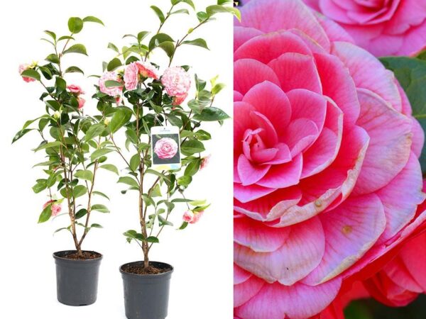 Camelia Japanse Roos XL - Met Prachtige Bloemen Voor Buiten! ...