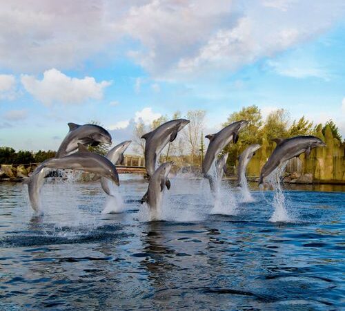 Tickets voor het Dolfinarium