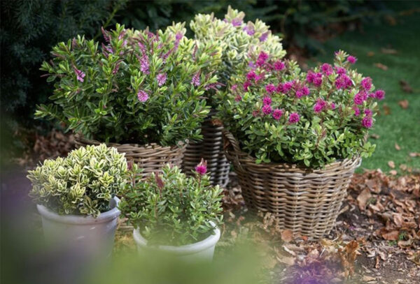 Set van 6 hebe struiken met 60% korting