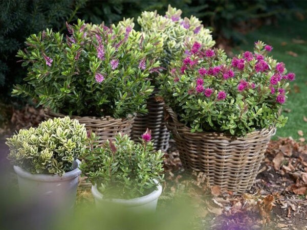 Set van 6 hebe struiken met 60% korting