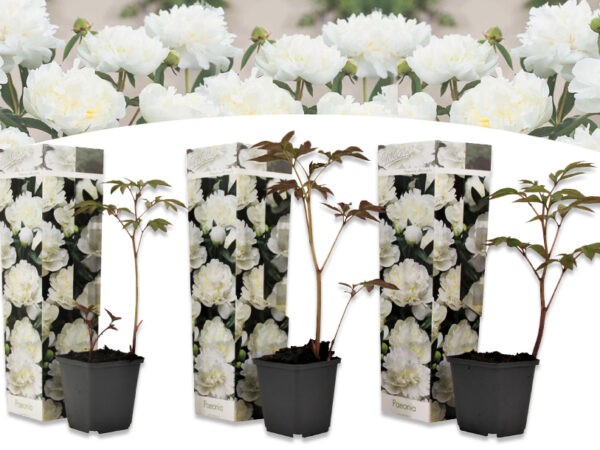 Prachtige pioenroos plant in de sale