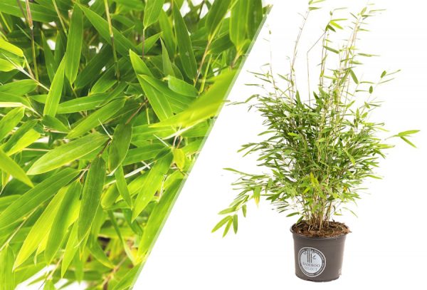 Bamboe Fargesia met 48% korting!