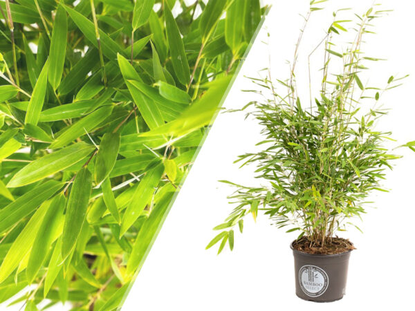 Bamboe Fargesia met 48% korting!