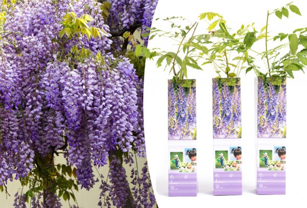 Blauwe regen in de aanbieding