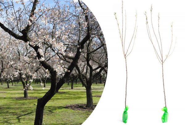 Prunus triloba los of als set met korting!