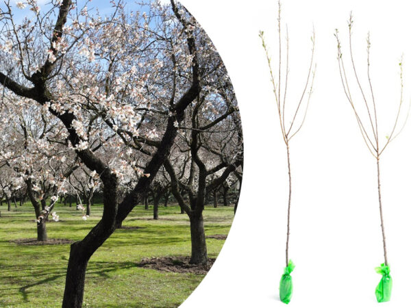 Prunus triloba los of als set met korting!
