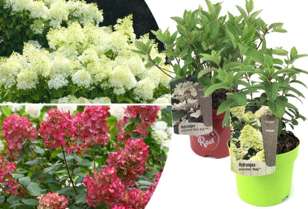 Pluimhortensia set van 2 met korting