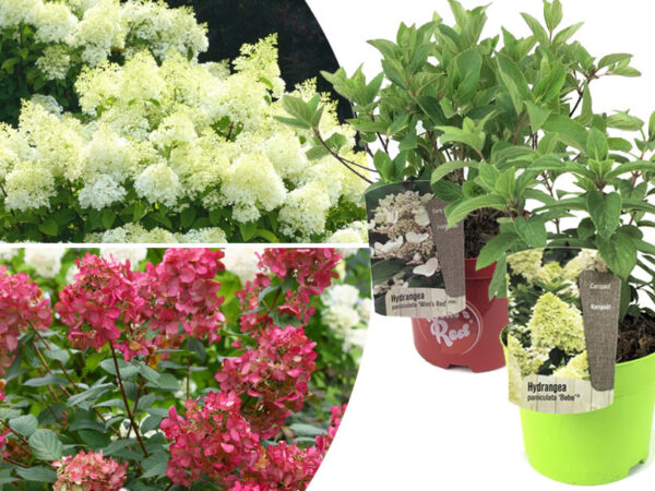 Pluimhortensia set van 2 met korting