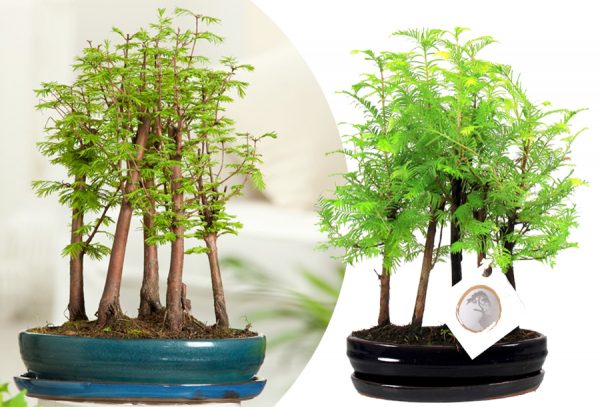 Bonsai Sequoia met korting!