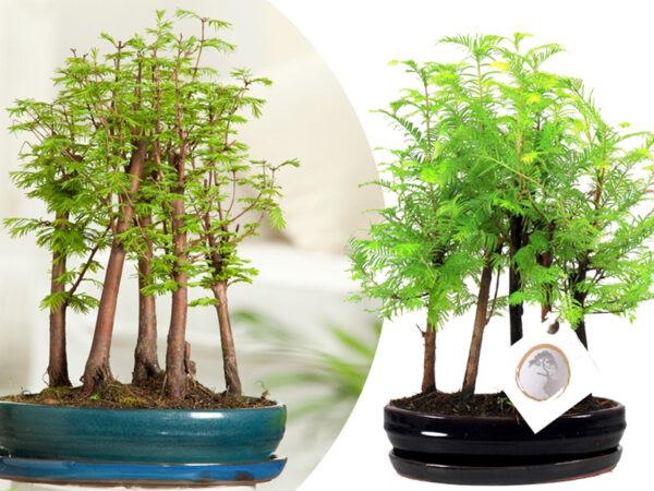 Bonsai Sequoia met korting!