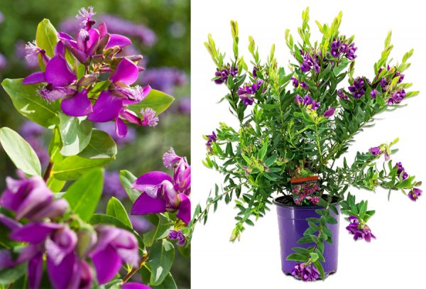 Polygala tuinplant - sale