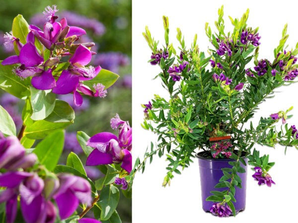Polygala tuinplant - sale