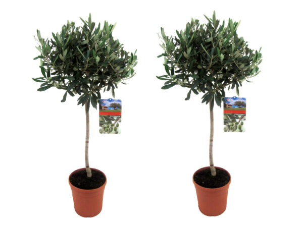 Set van 2 XL Olijfbomen