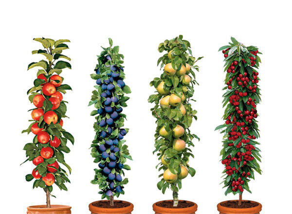 4 Winterharde fruitbomen: Kers