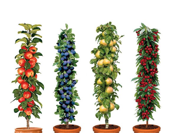 4 Winterharde fruitbomen: Kers