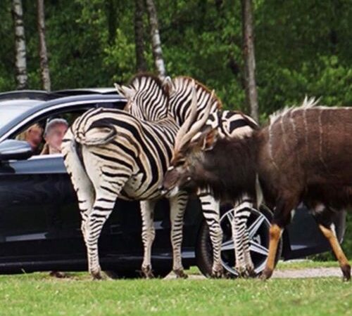 Safaripark Monde Sauvage