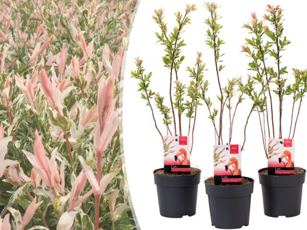 Integra flamingo wilgen