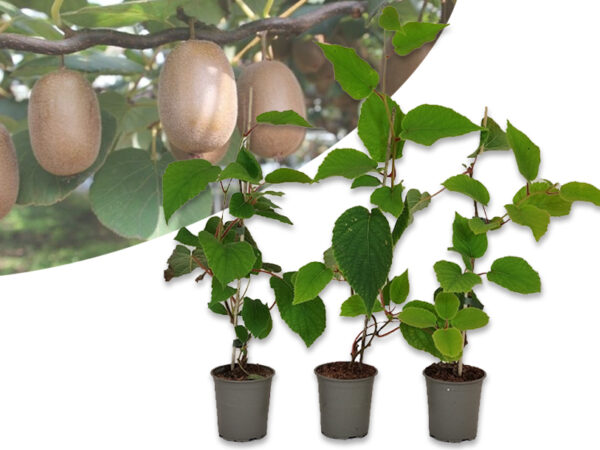 Goedkope tuinplanten bestellen doe je hier!